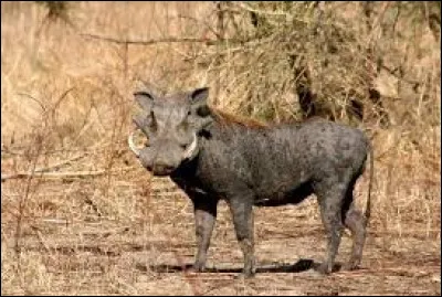 Quel est le nom de cet animal ?