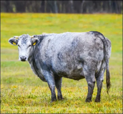 Quel est cet animal ?