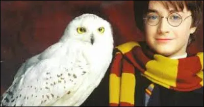 Comment s'appelle le harfang des neiges de Harry Potter ?