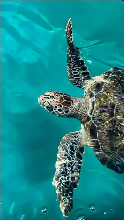 Certaines tortues peuvent respirer par les fesses.