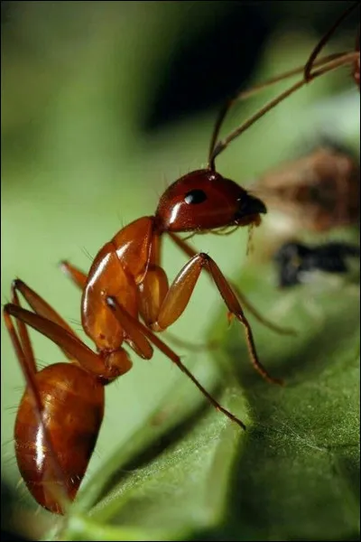 Les fourmis ne dorment jamais.