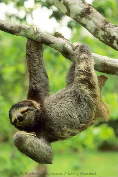 Les paresseux peuvent retenir leur respiration plus longtemps que les dauphins.