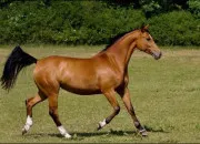 Quiz Quiz de rapidit� sur les animaux (2)