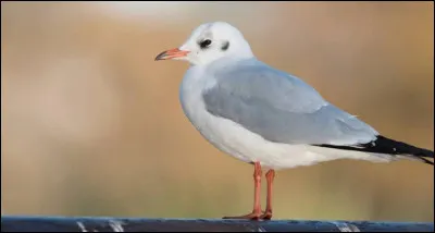 Quel est cet animal ?