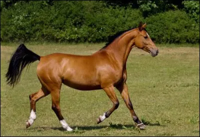 Quel est cet animal ?