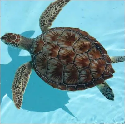 Quel est cet animal ?