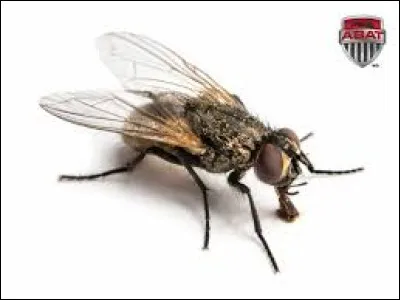 Quel est cet animal ?