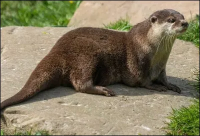 Quel est cet animal ?