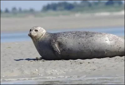 Quel est cet animal ?