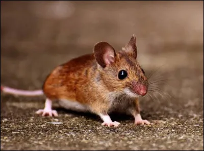 Quel est cet animal ?