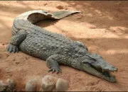 Quiz Quiz de rapidit� sur les animaux (3)