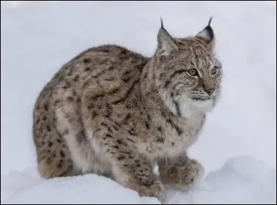 Quel est cet animal ?