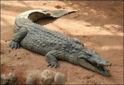 Quel est cet animal ?