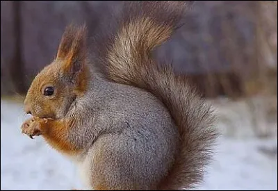 Quel est cet animal ?