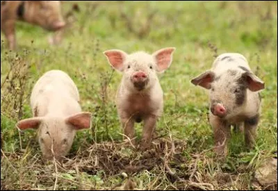 Quel est cet animal ?