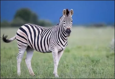 Quel est cet animal ?