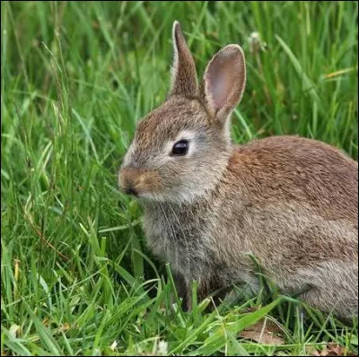 Quel est cet animal ?
