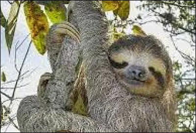 Quel est cet animal ?