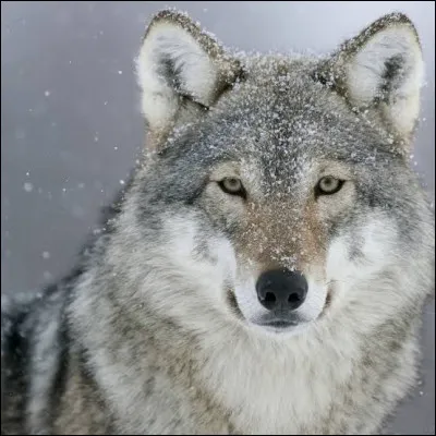 Quel est cet animal ?