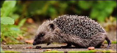 Quel est cet animal ?