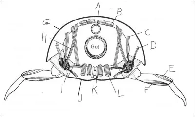 Compl&eacute;tez le sch&eacute;ma suivant :