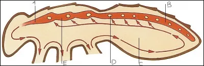 Remplir le syst&egrave;me circulatoire des arthropodes :