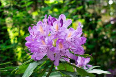 Cette fleur que l'on peut observer sur la photo est un :