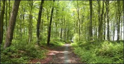 Dans les bois, il est agr&eacute;able d'y faire une :