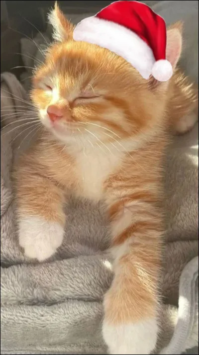 Les traditions de No&euml;l sont pour toi :