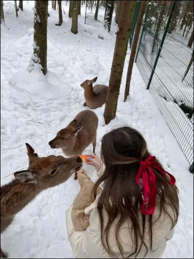 &Agrave; quoi ressemblerait ton No&euml;l id&eacute;al ?
