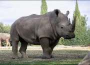 Quiz Quiz de rapidit� sur les animaux (4)