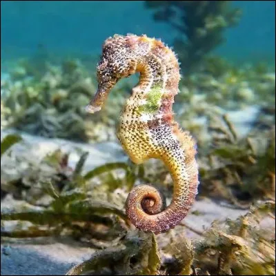 Quel est cet animal ?