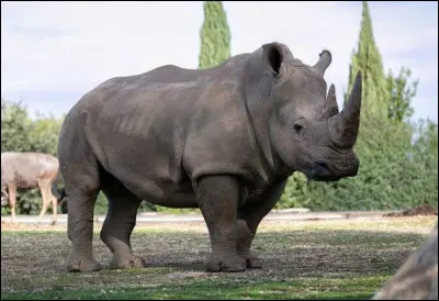 Quel est cet animal ?