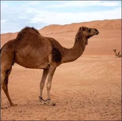 Quel est cet animal ?