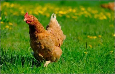 Quel est cet animal ?