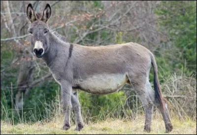 Quel est cet animal ?