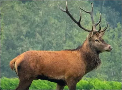 Quel est cet animal ?