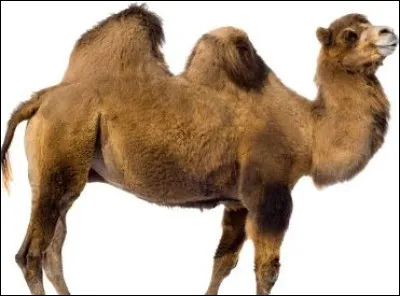 Quel est cet animal ?