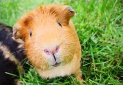 Quel est cet animal ?