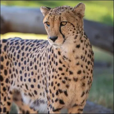 Quel est cet animal ?