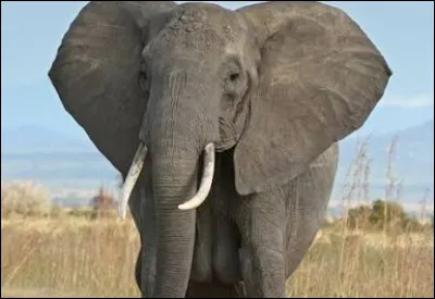 Quel est cet animal ?