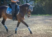 Test Quel type de cavali�re es-tu ?