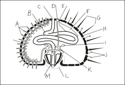 Compl&eacute;tez le sch&eacute;ma suivant :