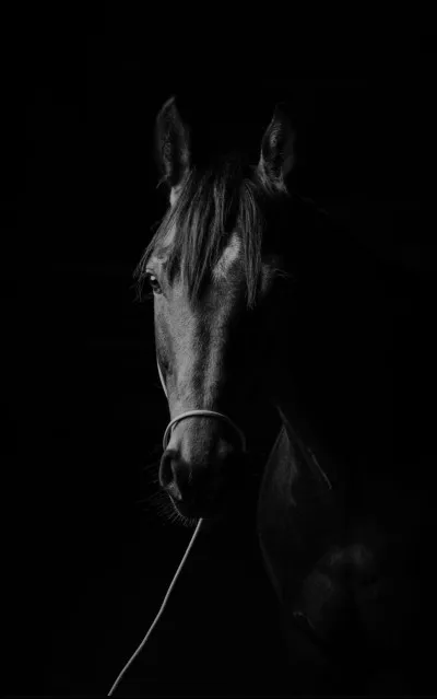 Quel est ton type d'animal pr&eacute;f&eacute;r&eacute; ?