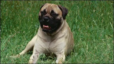 Quels sont tes animaux pr&eacute;f&eacute;r&eacute;s ?