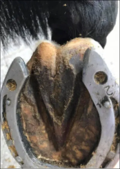 Quel nom porte la saillie en forme de V situ&eacute;e sous le pied du cheval ?
