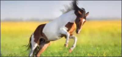 Laquelle de ces trois robes est distinctive de par ses grandes taches ?