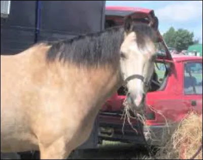 Quel est le nom donn&eacute; &agrave; cette robe ?