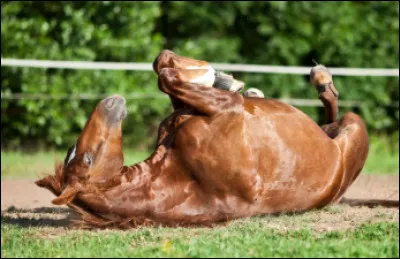 Pourquoi les chevaux aiment-ils se rouler dans le sable sec ?