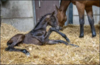 Quel est le poids d'un poulain nouveau-n&eacute; d'un cheval ordinaire ?